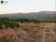 Lithines Kreta Ausgezeichneter Olivenhain in Lithines zu verkaufen Grundstück kaufen